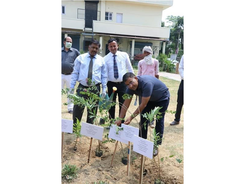 CA Day Celebration on 01.07.2020 at Branch Premises Yamunanagar( Flag Hoisting Ceremony and Tree Pla